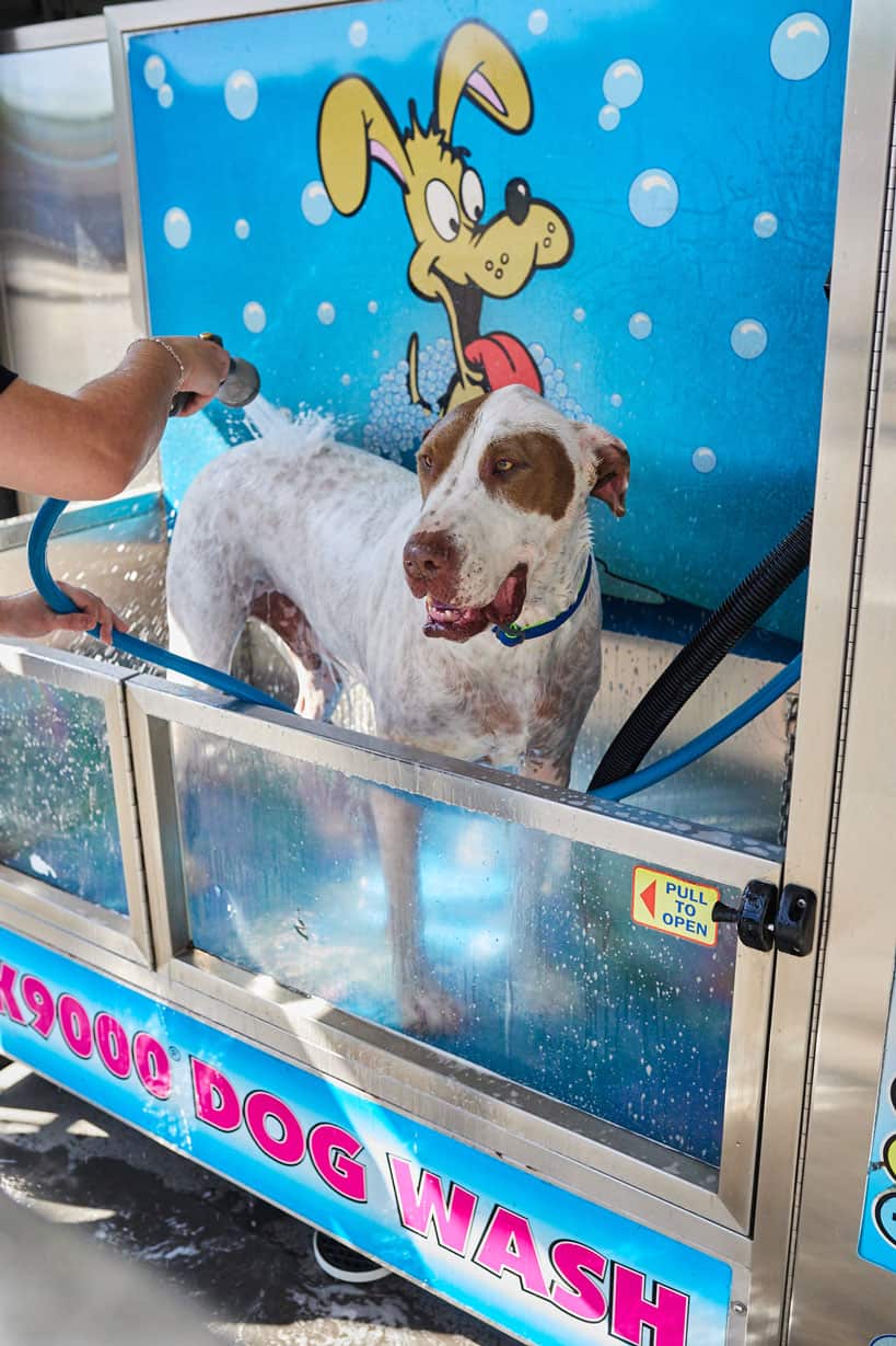A happy dog while being washed at Dog wash at Car Lovers Express